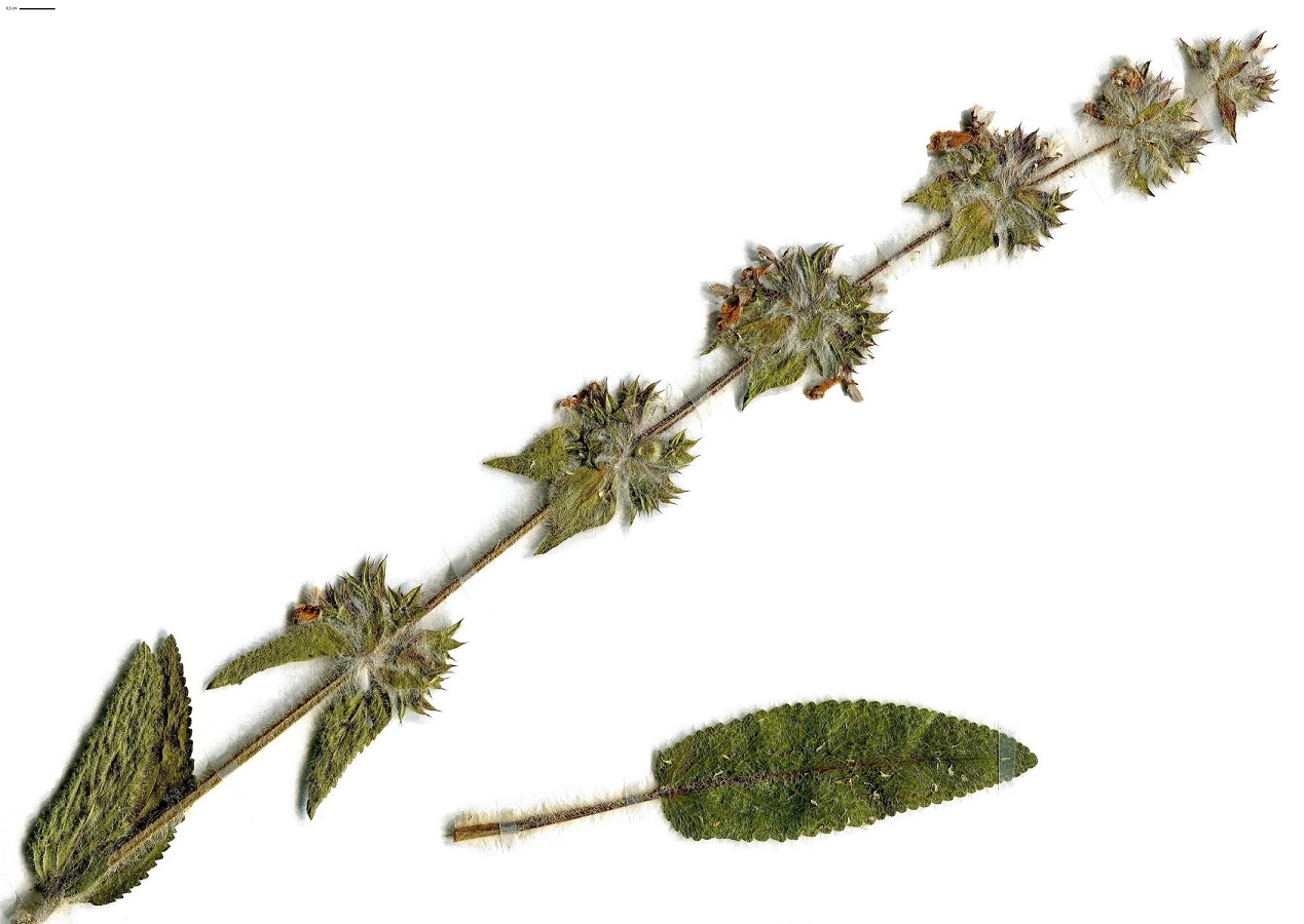 Stachys heraclea (Lamiaceae)